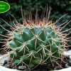 Mammillaria _petterssonii _01